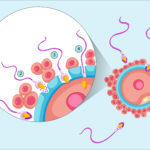 Fertility and Cancer